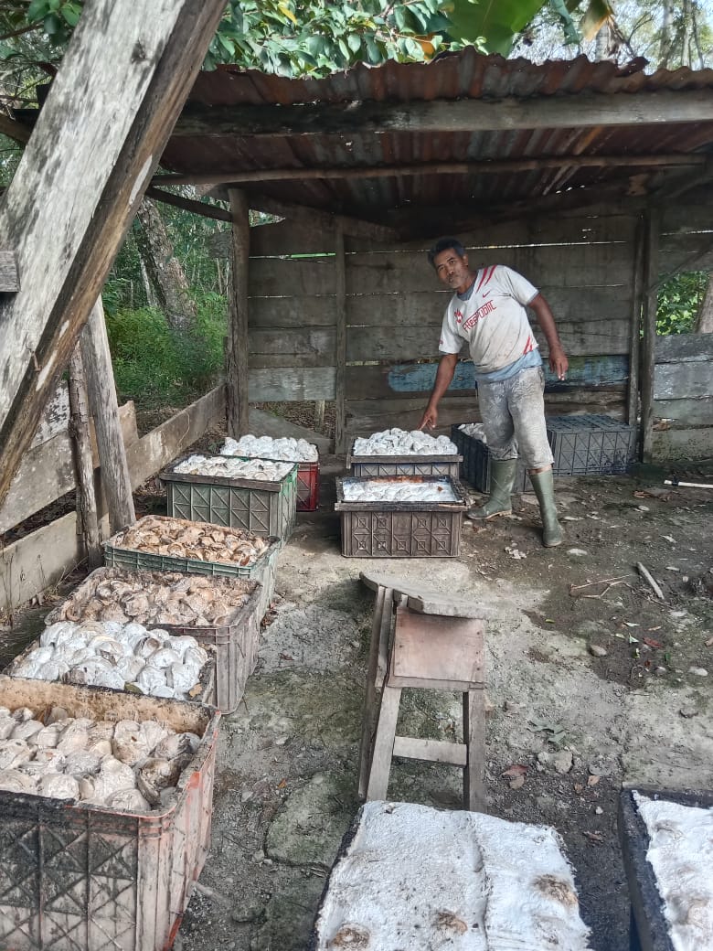 Petani karet Mengeluh Harga Karet Belum Stabil
