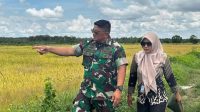 Dandim Merauke bersama Kepala Bulog Panen Padi dan Tinjau Penggilingan Beras