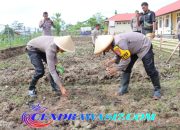 Polres Waropen Laksanakan Penanaman Bibit Jagung Di Pekarangan Pangan Lestari