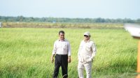 Presiden Prabowo Didampingi Mentan Amran Dalam Kunjungan Perdana ke Lahan Pertanian Merauke
