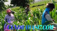 Gerakan Antisipasi Darurat Pangan Nasional, Koramil Kotaanyar Lakukan Pendampingan Perawatan Tanaman Jagung