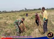 Program Serapan Gabah Petani, Koramil Paiton Melakukan Pendampingan