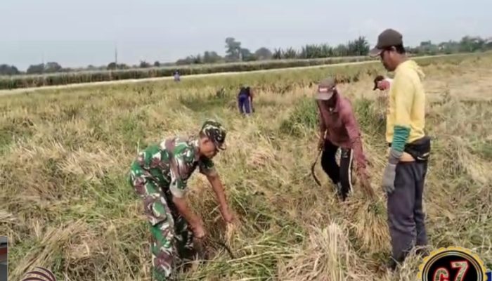 Program Serapan Gabah Petani, Koramil Paiton Melakukan Pendampingan