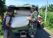 Sukseskan Program Serapan Gabah Petani, Koramil Wonoasih Melakukan Pendampingan