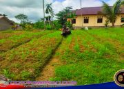 Dukung Ketahanan Pangan Nasional, Polsek Masirei Lakukan Perawatan Tanaman Di Kebun Presisi