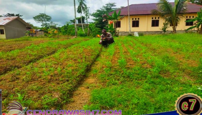 Dukung Ketahanan Pangan Nasional, Polsek Masirei Lakukan Perawatan Tanaman Di Kebun Presisi