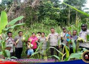 Polsek Masirei Bersama Bhayangkari dan Kelompok Tani Kokowi Gelar Panen Jagung di Kampung Wairo