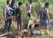 Kurang dari 24 Jam, Polsek Tanah Miring Berhasil Ungkap Kasus Pencurian Sapi di Merauke