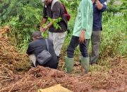 Hijaukan Kawasan Perkantoran, DLHKP Papua Selatan Siapkan 1.200 Bibit Pohon