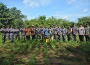 Dari Kumbe Merauke, TNI AL Kawal Program Swasembada Kedelai