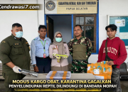 Modus Kargo Obat, Karantina Gagalkan Penyelundupan Reptil Dilindungi di Bandara Mopah