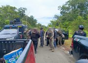 Kontak Tembak di Yahukimo, Satgas Damai Cartenz Diserang KKB saat Patroli