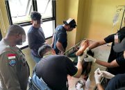 Penangkapan Dramatis di Timika, Anggota KKB Dilumpuhkan Saat Melarikan Diri