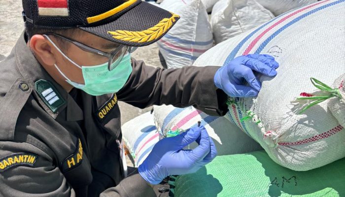 Ribuan Kilo Cengkeh Natuna Diperiksa, Karantina Jamin Kualitas dan Kesehatan  ‎