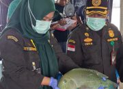 Ekspor Ikan Hidup Natuna Tembus Rp1,2 Miliar, Karantina Pastikan Bebas Penyakit