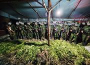 Koops TNI Habema Bongkar Ladang Ganja di Yahukimo, Amankan Barang Bukti