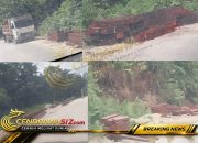 Jejak Kayu Merbau dari Kais, Dugaan Jaringan Pembalakan Liar Terungkap