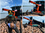 80 Ribu Bibit Kelapa Unggul Natuna Dikirim ke Bintan, Karantina Pastikan Bebas Hama  ‎