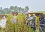 Panen Perdana Penangkaran Benih Padi di Gampong Cinta Raja, Kecamatan Langsa Timur