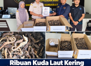 Ribuan Kuda Laut Kering Ditemukan di Kargo Bandara RHF, Hendak Dikirim ke Kendari